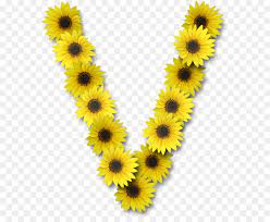 Contact us +32 (0)53 730 505 or . Allgemeine Sonnenblume Buchstabe V Alphabet Blume Png Herunterladen 623 730 Kostenlos Transparent Blume Png Herunterladen