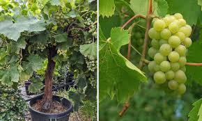 Image result for Vitis vinifera