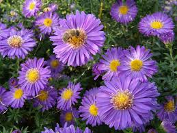 Glattblatt-Aster 'Schöne von Dietlikon' für Deinen Garten!