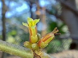 Image result for Commiphora caerulea