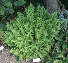 Image result for Microlepia