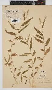 Image result for Microchloa afra