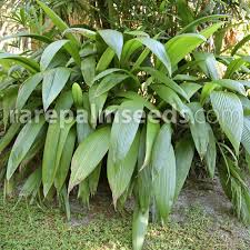 Image result for Curculigo