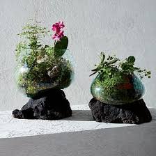 Lava Rock Form Terrariums Succulent Terrarium Terrarium Glass Terrarium