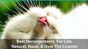 Avoid carpet and upholstered furniture. Best Decongestants For Cats Natural Nasal Over The Counter