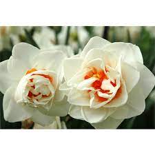 Daffodil Double Flower Drift 10 Bulbs Per Pkg Ships Oct Thru Jan Narcissus Flower Spring Flowering Bulbs Daffodils