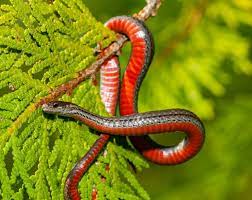 Northern Redbelly Snake Noorderlijke Roodbuikslang Reptiles Snake Amphibians