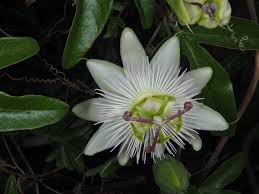 Image result for Passiflora caerulea