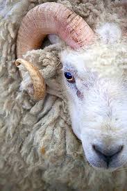 Aries Animals Cute Baby Animals Animals Beautiful