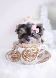 Raising yorkie parti puppies in colorado is like having more kids every year. Parti Teacup Yorkie Puppies Teacup Puppies Boutique