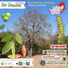 Image result for Spirostachys