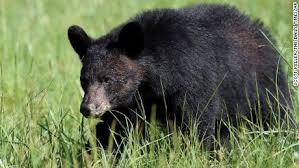 Maybe you would like to learn more about one of these? Bears Broke Into A Tennessee Cabin In Search Of Food As Guests Hid Upstairs Cnn