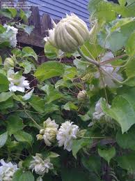 Клематис (clematis `duchess of edinburgh`) описание: Clematis Duchess Of Edinburgh Clematis Clematis Vine Large Flowers