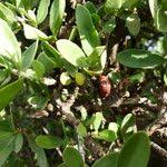 Image result for Pyrostria phyllanthoidea
