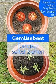 Tomaten Selber Ziehen Mit Diesen Tipps Und Tricks Aus Der Praxis Lassen Sich Eigene Tomaten Im Garten Tomaten Pflanzen Tomaten Pflanzen Balkon Tomaten Garten