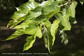 Image result for Morus indica