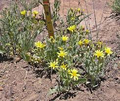 Image result for Crepis newii