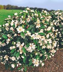 Duft Magnolien Hecke Fairy Von Baldur Garten Auf Blumen De Kaufen Straucher Garten Hecke Pflanzen Baume Garten