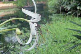Image result for Crinum ornatum (Aiton) Herb.