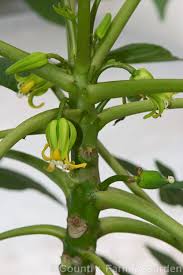 Image result for Vasconcellea pubescens