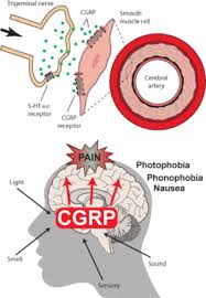 Tell your doctor if you have any side effects. Cgrp Pathway Monoclonal Antibodies The Migraine Trust
