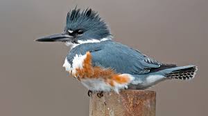 belted kingfisher audubon field guide belted kingfisher audubon field guide