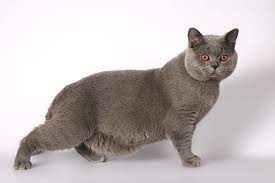 u kota visit kozha na zhivote 16 prichin obrazovaniya kurdyuka