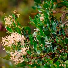 Image result for Olea capensis