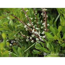 Image result for Myrica pilulifera