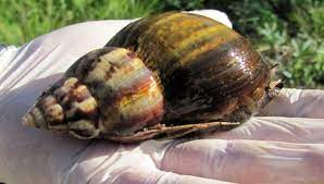 El caracol africano está incluido entre las cien especies exóticas invasoras más dañinas en el planeta. Hallaron Caracoles Gigantes Africanos En Misiones Y Piden Evitar El Contacto Directo Infocampo