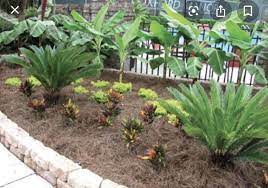 Sago palms are pretty plants that will add a tropical vibe to any landscape, or even inside your home. Pin By Rhonda Wells On Sago Banano Landscape Design Front Yard Landscaping Landscape