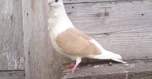 صور الحمام و انواعة معلومات عن الحمام وفوائده Animals Bird Pics