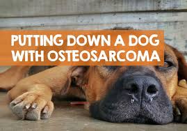Lung cancer is responsible for more cancer deaths than any other cancer in men and women. When To Put Down Euthanize A Dog With Osteosarcoma
