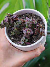 Subscribe now & get your free guide on. Calico Kitten Succulent Care All About Crassula Pellucida Variegata