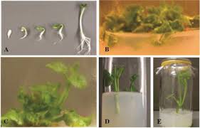 Image result for Lagenaria rufa