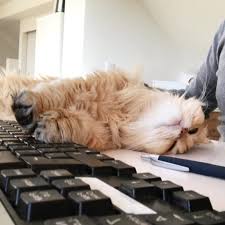 Can You Relate To Any Of The Following Work From Home Situations In 2020 Homemade Cat Food Homemade Cat Cat Post