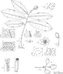 Image result for Uvaria tanzaniae