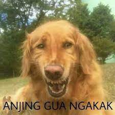 Kematiannya dikabarkan oleh sang pemilik melalui sebuah unggahan media sosial boo yang diikuti 16 juta pengikut. Serumah Yuyo Ft Pdx Meme Anjing Lucu Gambar Terlucu Meme Anjing