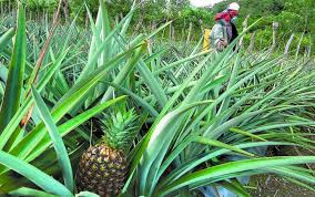 Click the register link above to proceed. Alertan Sobre Consecuencias De La Produccion Y Agroindustria Pinera El Periodicocr Com