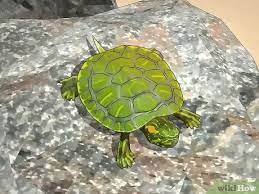 How To Look After A Turtle (With Pictures) - Wikihow