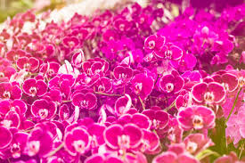 Image result for Barleria gueinzii