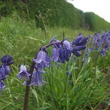 Boston Bulbs Wholesale Cultivated English Bluebells Boston Bulbs Wholesale English Bluebells Bulb Flowers Bluebells