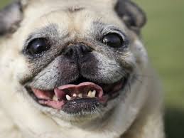 There are veterinary dental professionals who place braces on dogs' teeth but this is not the norm. Teeth Misalignment In Dogs Petmd