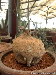 Image result for Adenia stenodactyla