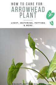 Arrowhead Plant Care Info Syngonium Podophyllum Houseplant Central In 2020 Arrowhead Plant Plant Care Plant Care Houseplant