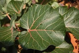 Image result for Ficus abutilifolia