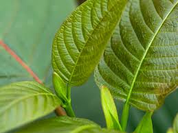 Image result for Kratom