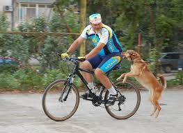 Sobaka Kidaetsya Na Mashiny I Velosipedy Pro Druga