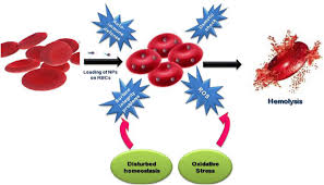 A hypotonic solution has a low solute concentration than the inside of the cells (solute concentration in the cell is high). Red Blood Cells As An Efficient In Vitro Model For Evaluating The Efficacy Of Metallic Nanoparticles Springerlink