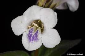 Image result for Asystasia intrusa